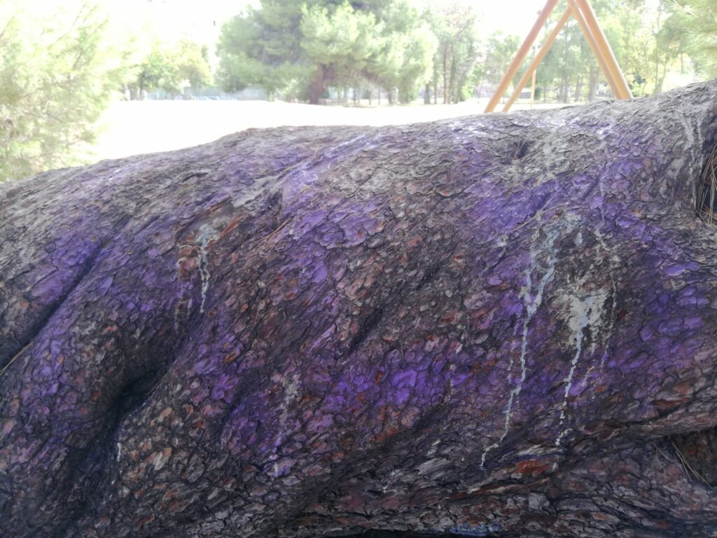 Sopralluogo del Conalpa al parco di Cocco di Pescara: alberi imbrattati