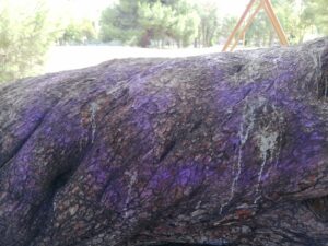 Sopralluogo del Conalpa al parco di Cocco di Pescara: alberi imbrattati