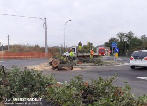Moscufo, abbattuta la quercia centenaria sulla statale 151