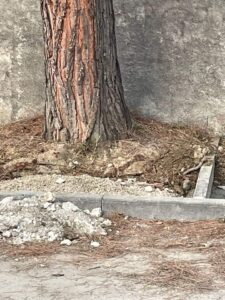 Strada Parco, radici tagliate con la motosega. Co.n.al.pa: "Occorre un’indagine"