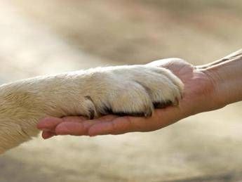 Report ‘Animali in città’: meno di 4 Comuni su 10 promossi nei servizi pet care