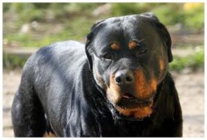 Roma, morto sbranato da rottweiler mentre fa jogging