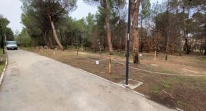 immagini pineta archivio