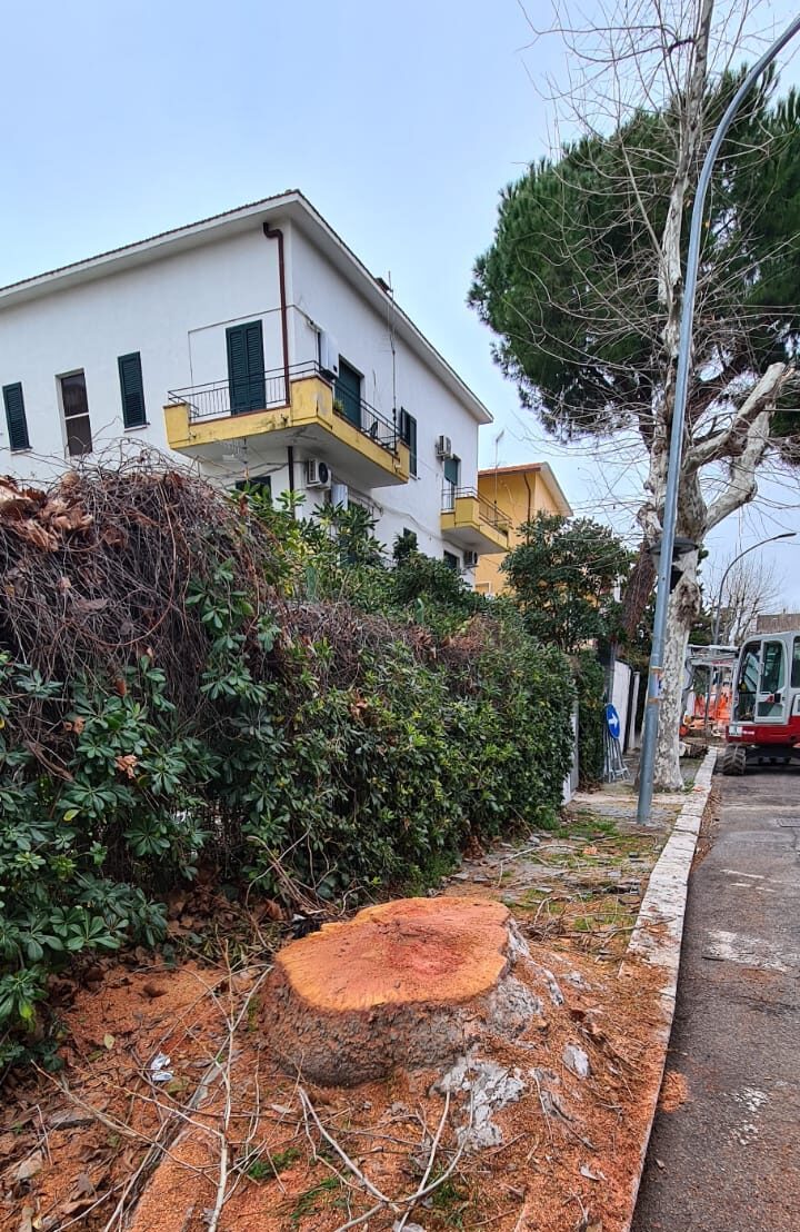 Taglio alberi a Francavilla al Mare. Co.n.al.pa: Danni al patrimonio arboreo