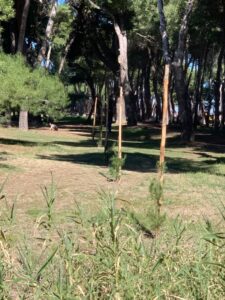 A Pineto nuove piantumazioni con l’iniziativa “Dona un albero”