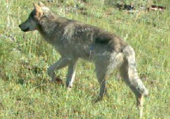 Il lupo ora è meno protetto, la decisione dell’Unione europea