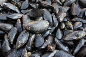 Moria di cozze lungo la costa dei Trabocchi