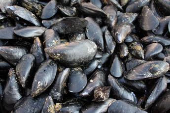 Moria di cozze lungo la costa dei Trabocchi