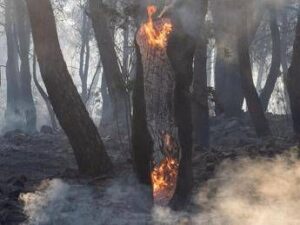 Incendi boschivi, nel 2024 superficie bruciata meno estesa. Colpite 16 regioni