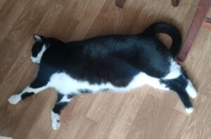 Caldo Italia, anche cani e gatti nella morsa dell’afa: come difenderli