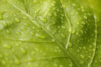 Il riscaldamento globale una minaccia per la fotosintesi?