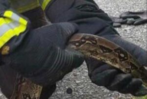Roma, un serpente al San Camillo: paura in ospedale