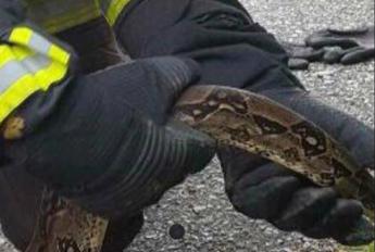Roma, un serpente al San Camillo: paura in ospedale