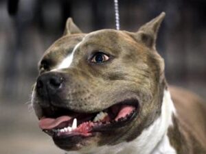 Pitbull semina panico a Montesilvano, Stella "rivedere legge tutela animali"