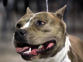 Pitbull semina panico a Montesilvano, Stella "rivedere legge tutela animali"