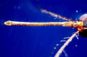 West Nile in Italia, 133 casi e 6 morti