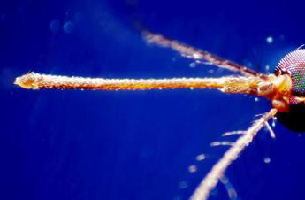 West Nile in Italia, 133 casi e 6 morti