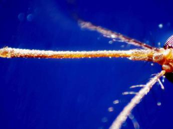 West Nile in Italia, sintomi e come si trasmette