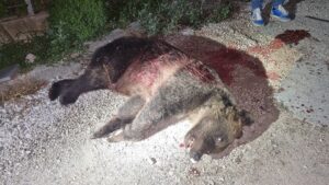 Uccisa a fucilate l'orsa Amarena in Abruzzo: identificato l'uomo