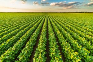 Agroalimentare, Ismea: Italia 3a in Ue, in 2022 valore aggiunto filiera a 64 mld
