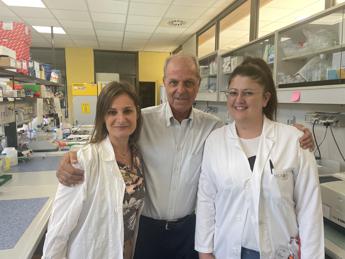 Ricerca, studio italiano rivela nuovi target per riparare il cervello dopo l’ictus