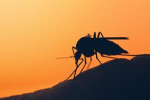 Virus Chikungunya, arriva primo caso in Toscana. Sono 4 in Italia nel 2023