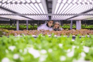 AgriMercati Ismea, positiva la congiuntura nel primo trimestre 2025