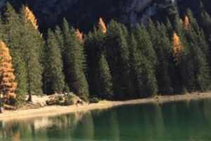 Giornata nazionale alberi, perché sono importanti nelle città