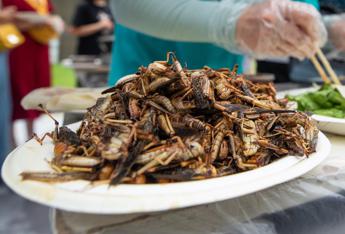 Grilli arrostiti, formiche e scorpioni in barattolo in vendita sul web: scatta sequestro