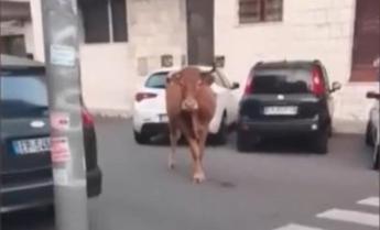 Roma, dopo il leone tocca a un vitello: animale in fuga tra le auto a Vitinia – Video