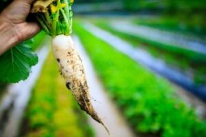 Salvare l’agricoltura per salvare il futuro: le cinque mosse