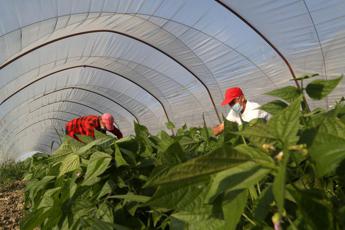 Rapporto Ismea-Qualivita, Dop economy assegna 890mila contratti di lavoro&nbsp;