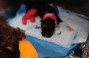Aron non ce l’ha fatta, morto il cane bruciato vivo dal padrone a Palermo