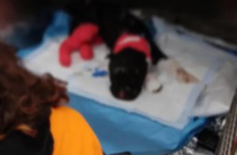 Aron non ce l’ha fatta, morto il cane bruciato vivo dal padrone a Palermo