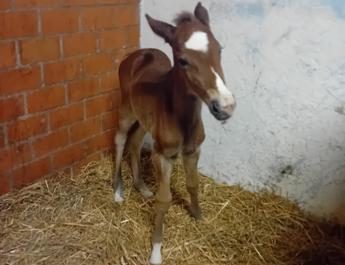 Assisi, puledrina nata a Capodanno: ha un cuore bianco sulla fronte – Foto