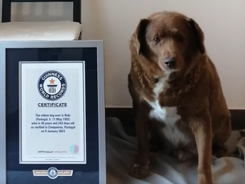 Cane ‘più longevo di sempre’? Giallo sui 31 anni suonati di Bobi