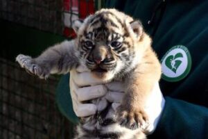 Fiocco rosa al Bioparco di Roma, nata cucciola di tigre di Sumatra
