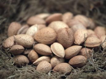 Frutta in guscio protagonista al Sigep con campagna Masaf-Ismea