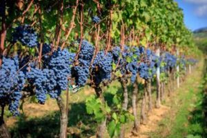 Il clima penalizza l’economia dell’agricoltura: i dati Istat