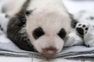 Russia, primo panda gigante nato nel Paese: si chiamerà Katyusha