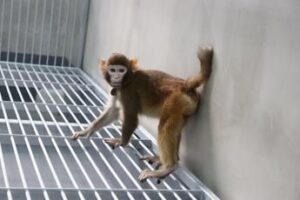 Scimmia clonata sopravvissuta 2 anni, l’esperimento in Cina