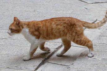 “Sei gattini dilaniati dai petardi”, Aidaa mette ‘taglia’ da 5mila euro