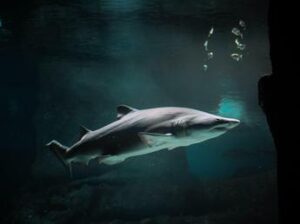 Squali, la strage silenziosa che minaccia la biodiversità