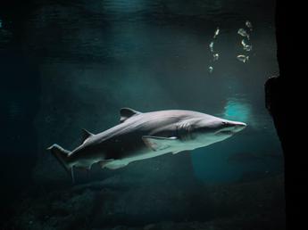 Squali, la strage silenziosa che minaccia la biodiversità