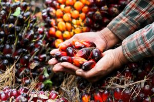 Uiops e Assitol: “Olio di palma sostenibile, versatile e sicuro”