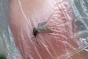 Emergenza Dengue in Brasile, quasi 1 milione di casi nel 2024