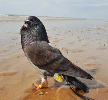 India, rilasciato il piccione 007: era sospettato di spionaggio per la Cina