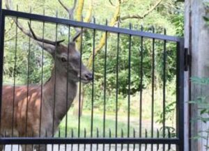 Roseto dice no all’abbattimento dei cervi e chiede alla regione di revocare la delibera