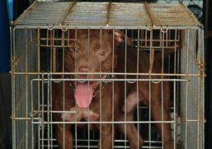 Pitbull scavalca recinto e azzanna due donne, momenti di terrore a Montesilvano