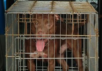 Pitbull scavalca recinto e azzanna due donne, momenti di terrore a Montesilvano